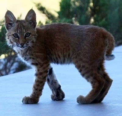 bobcat